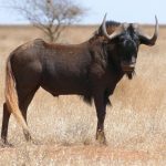 Black Wildebeest