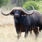 Buffalo