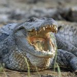 Crocodile