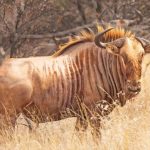 Golden Wildebeest