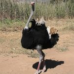 Ostrich