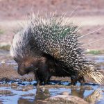 Porcupine