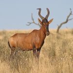 Red Hartebeest