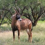 Roan Antelope