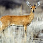 Steinbuck