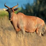Tsessebe