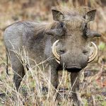 Warthog