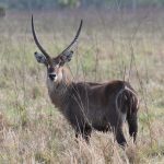 Waterbuck