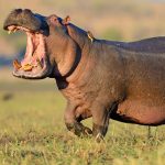 Hippopotamus