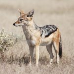 Jackal