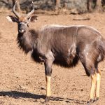 Nyala