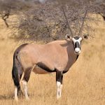 Oryx / Gemsbuck