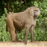 Baboon