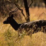 Impala Black
