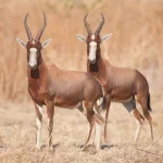 Blesbuck