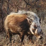 Bush Pig