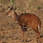 Bushbuck
