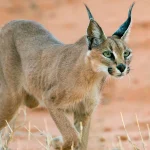 Caracal