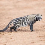 Civet Cat (African Civet)
