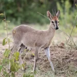 Duiker