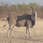 Eland