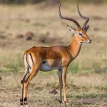 Impala Common