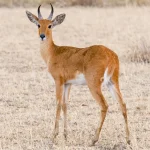 Mountain Reedbuck