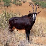 Sable