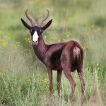 Springbuck Black