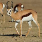 Springbuck Common