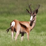 Springbuck Copper