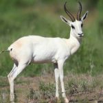 Springbuck White