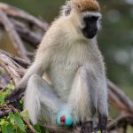 Vervet Monkey