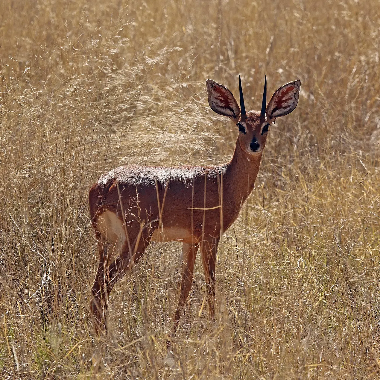 Steenbok or Steinbok