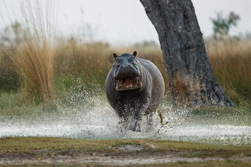 africa hippopotamus