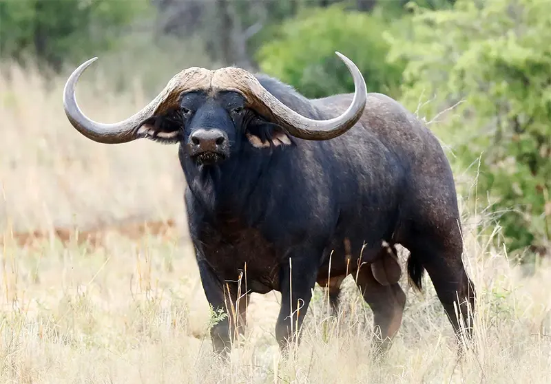 big five buffalo