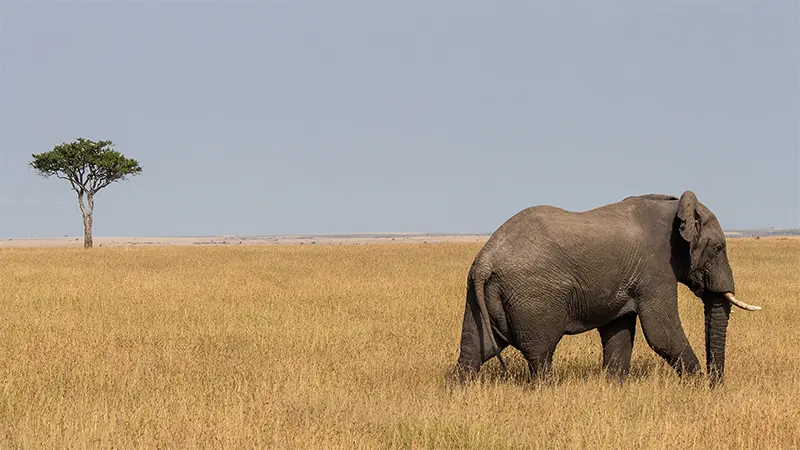 big five elephant