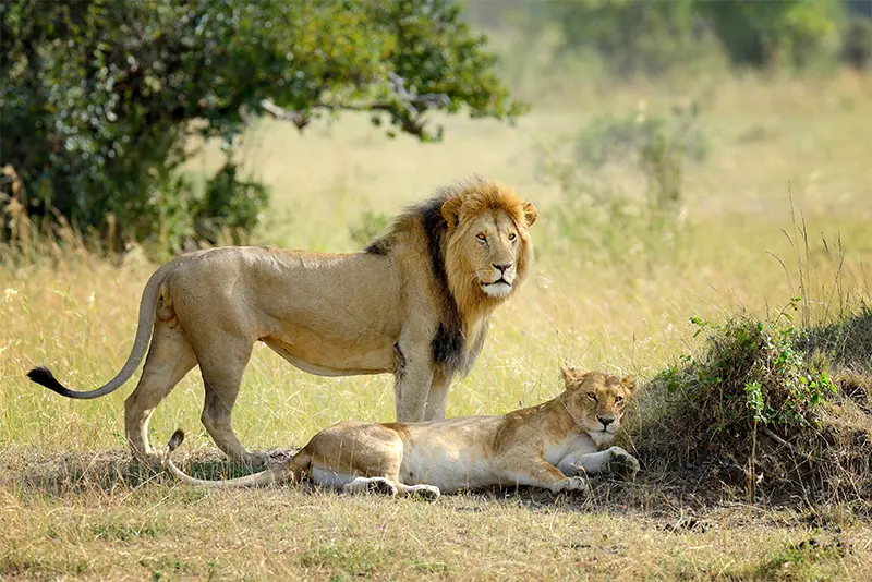 big five lion