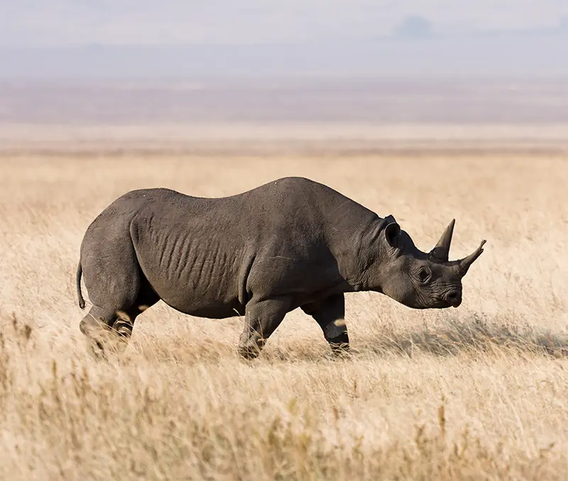 big five rhinoceros