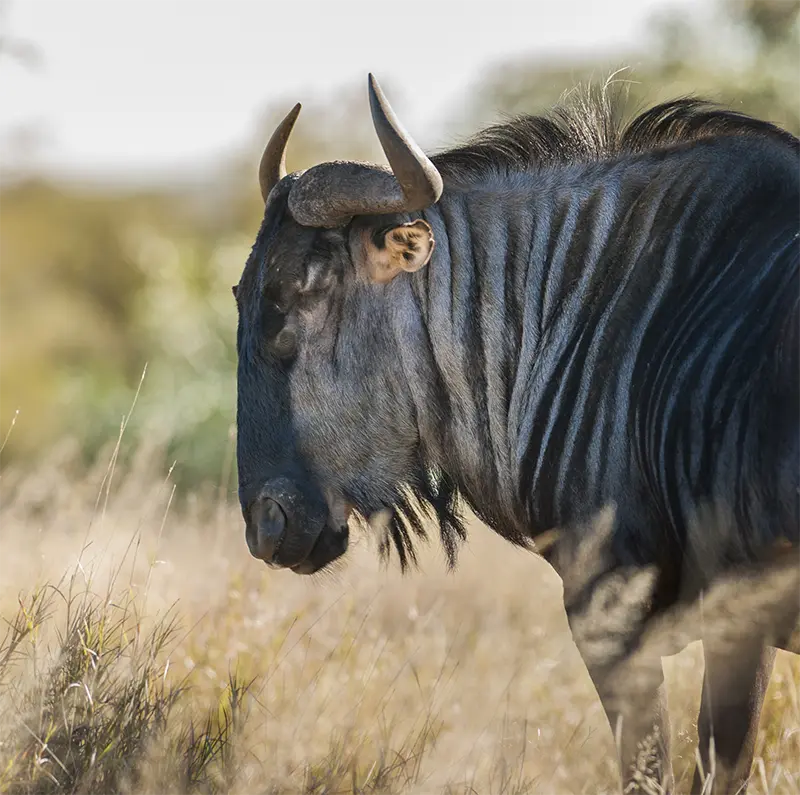 black-wildebeest-south-africa