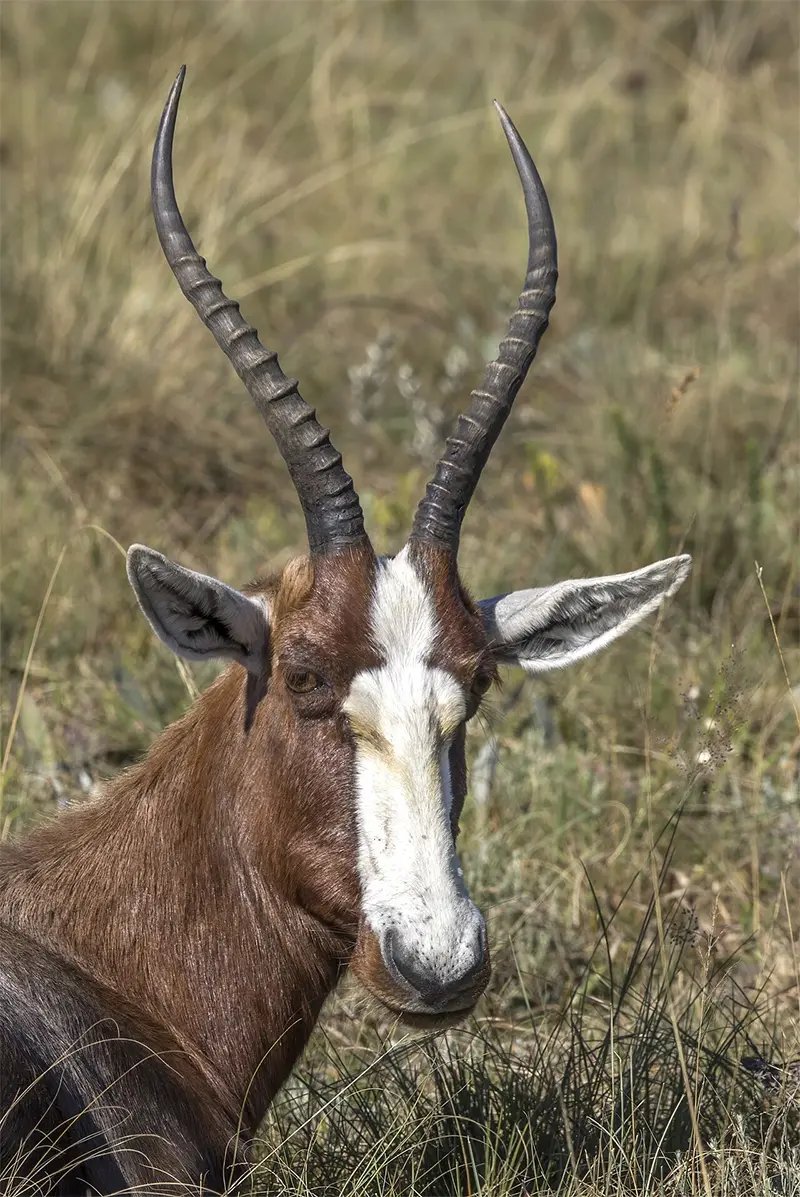 blesbok south africa