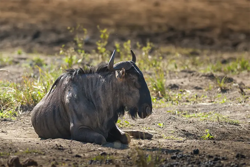 blue-wildebeest-south-africa