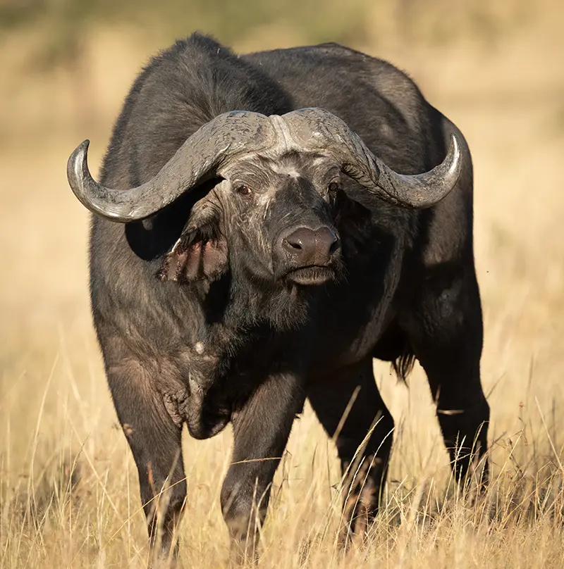 buffalo africa