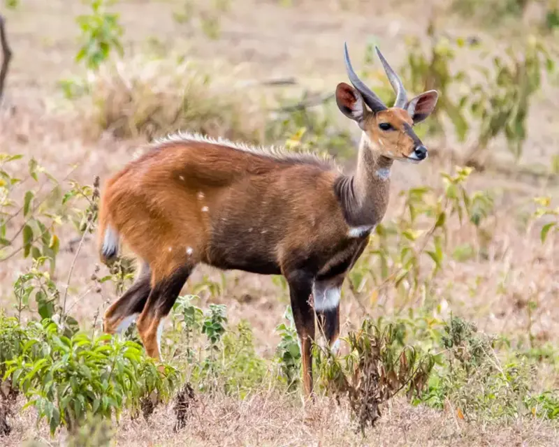 bushbuck