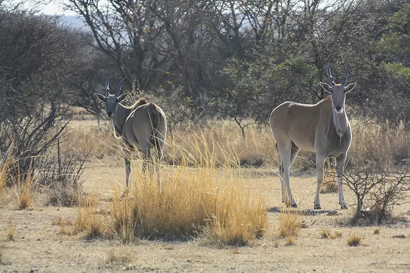 eland south africa