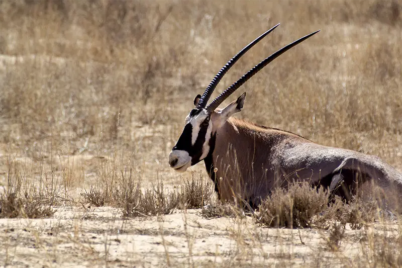 gemsbok-oryx