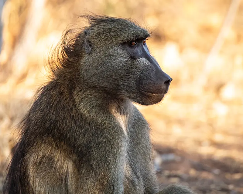 hunting baboon south africa