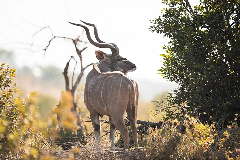 hunting-day-south-africa