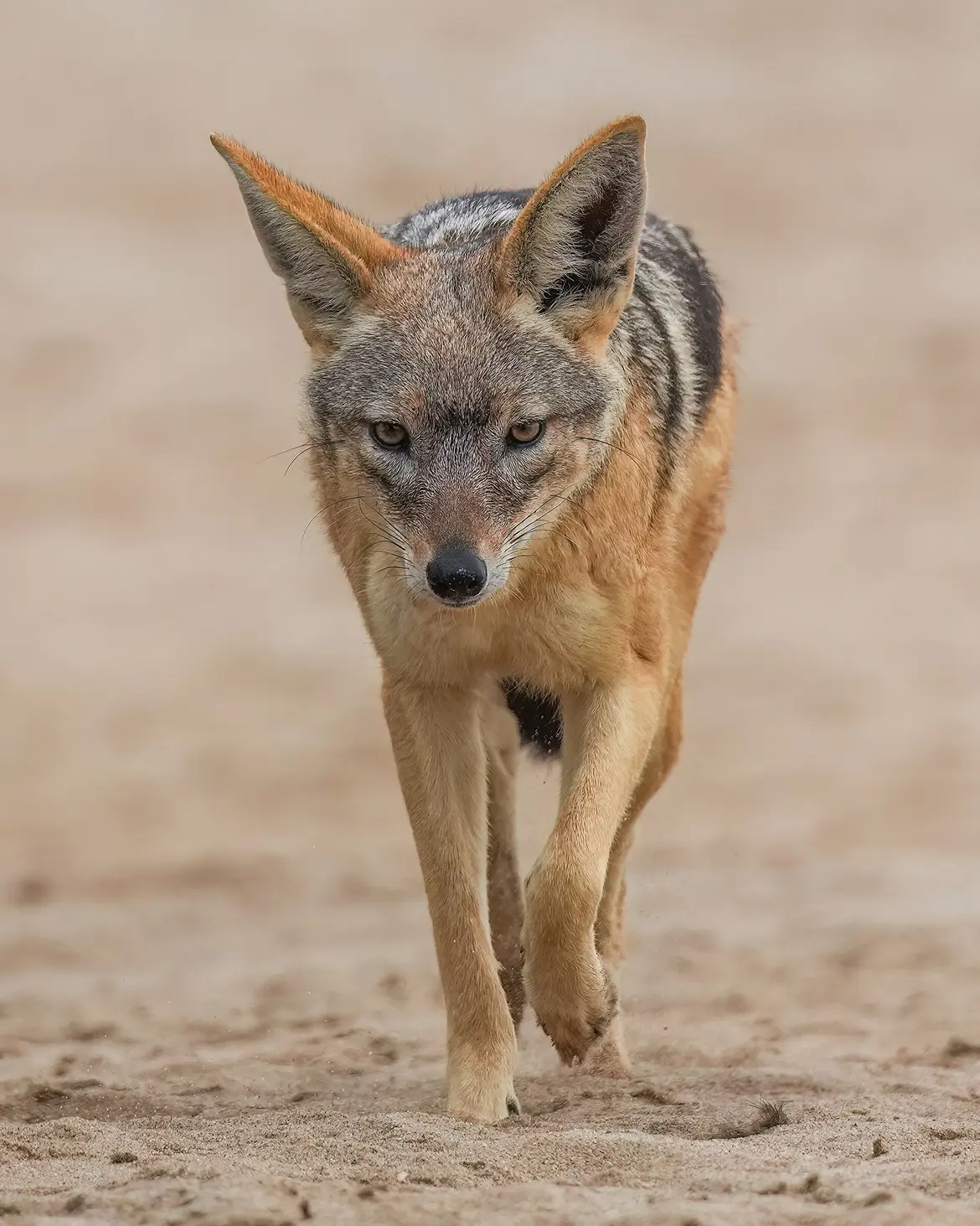 hunting jackal