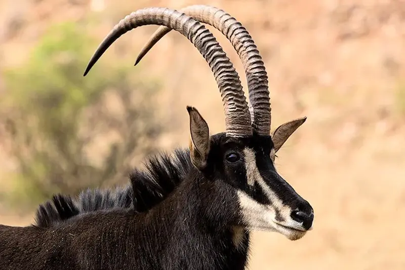 hunting-sable-south-africa